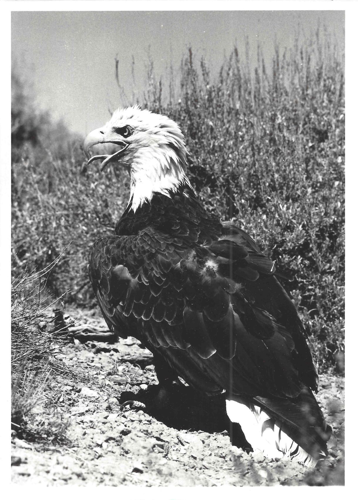 Silver the bald eagle